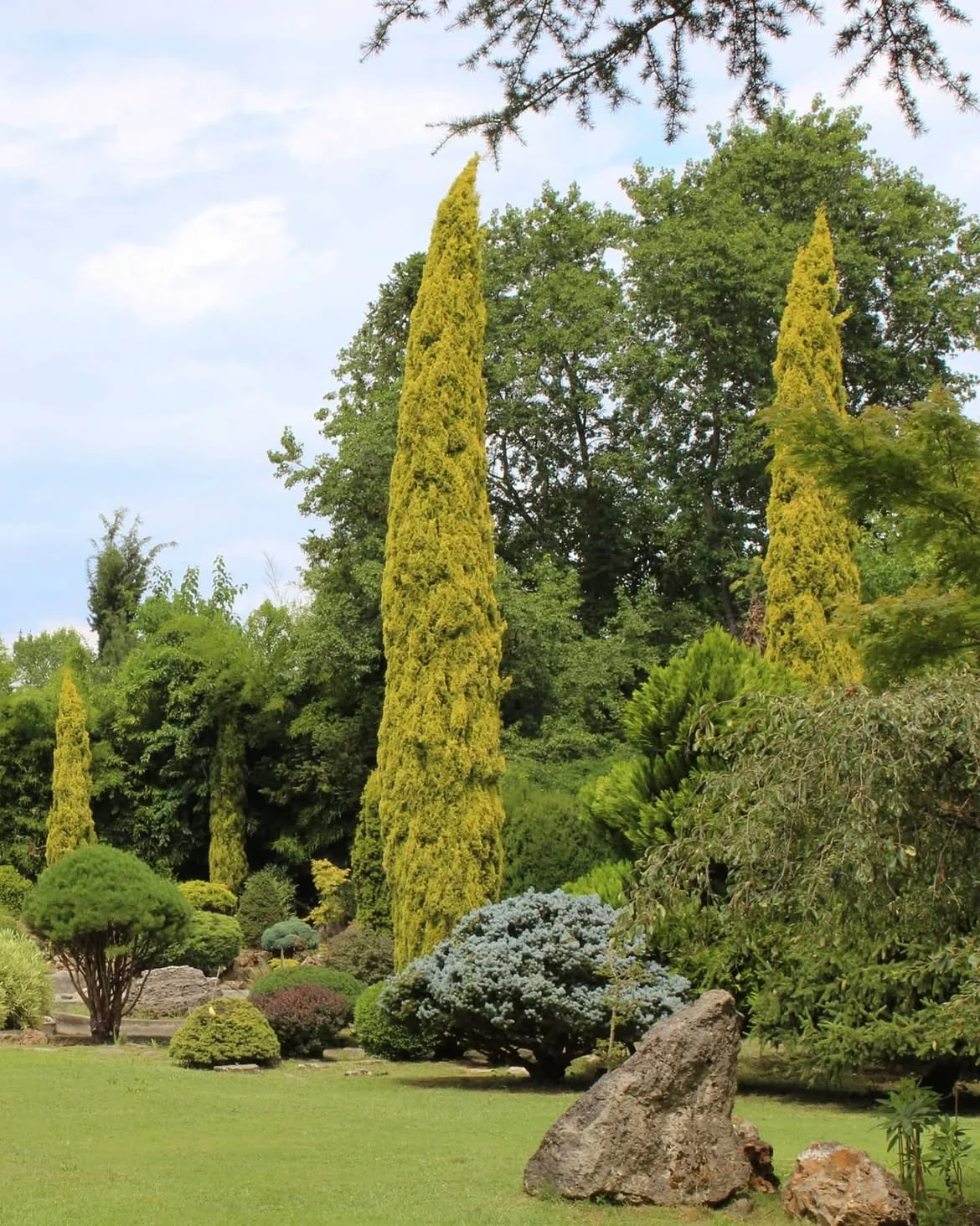 Karaca Arboretum: A Living Tree Museum in Yalova, Türkiye