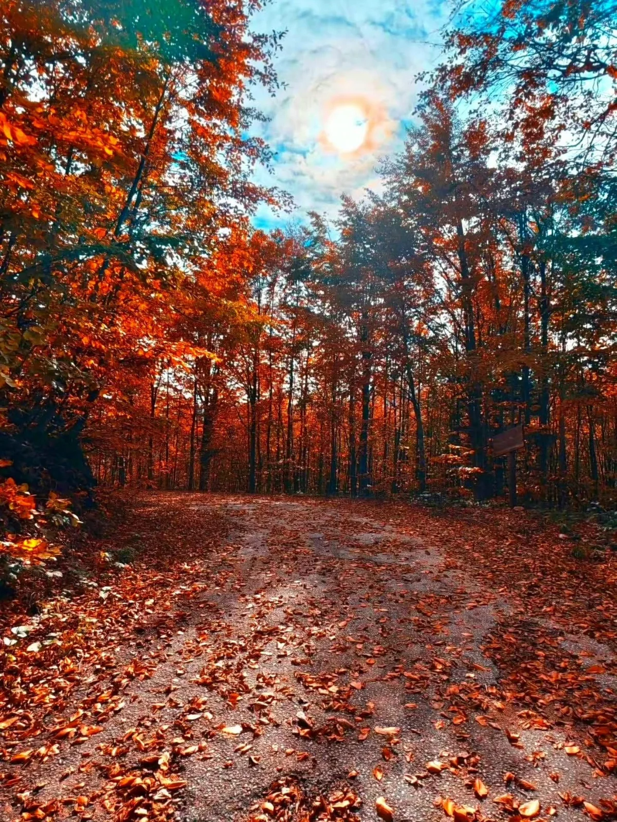 Kuzuyayla Nature Park: The View That Will Make You Want to Visit Kocaeli
