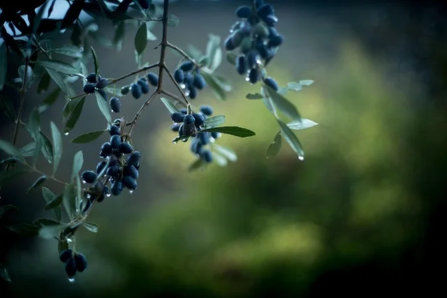 Kilis Yağlık Olives and Olive Oil: From a Small Fruit to the Table