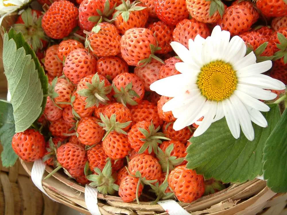 Osmanlı Çileği: The Fragrant Strawberry of Karadeniz Ereğli