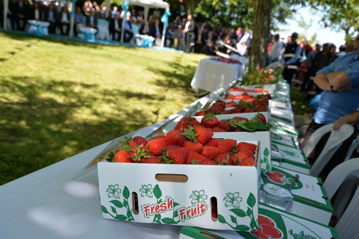 Sermayecik Strawberries: A Fragrant Taste of Rural Yalova
