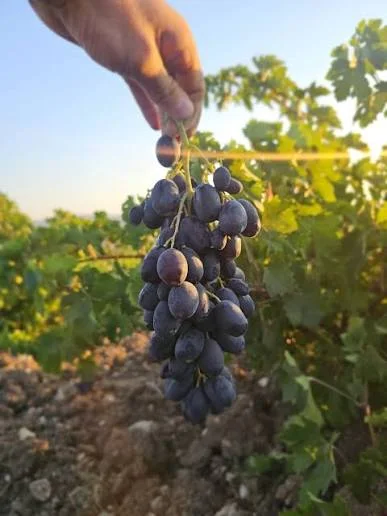 Kilis Horoz Karası Grapes: From a Fresh Bunch to the Winter Table