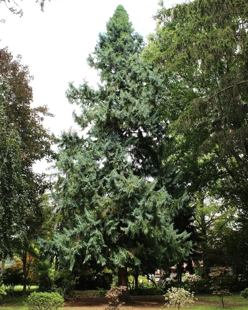 Karaca Arboretum — photo 3