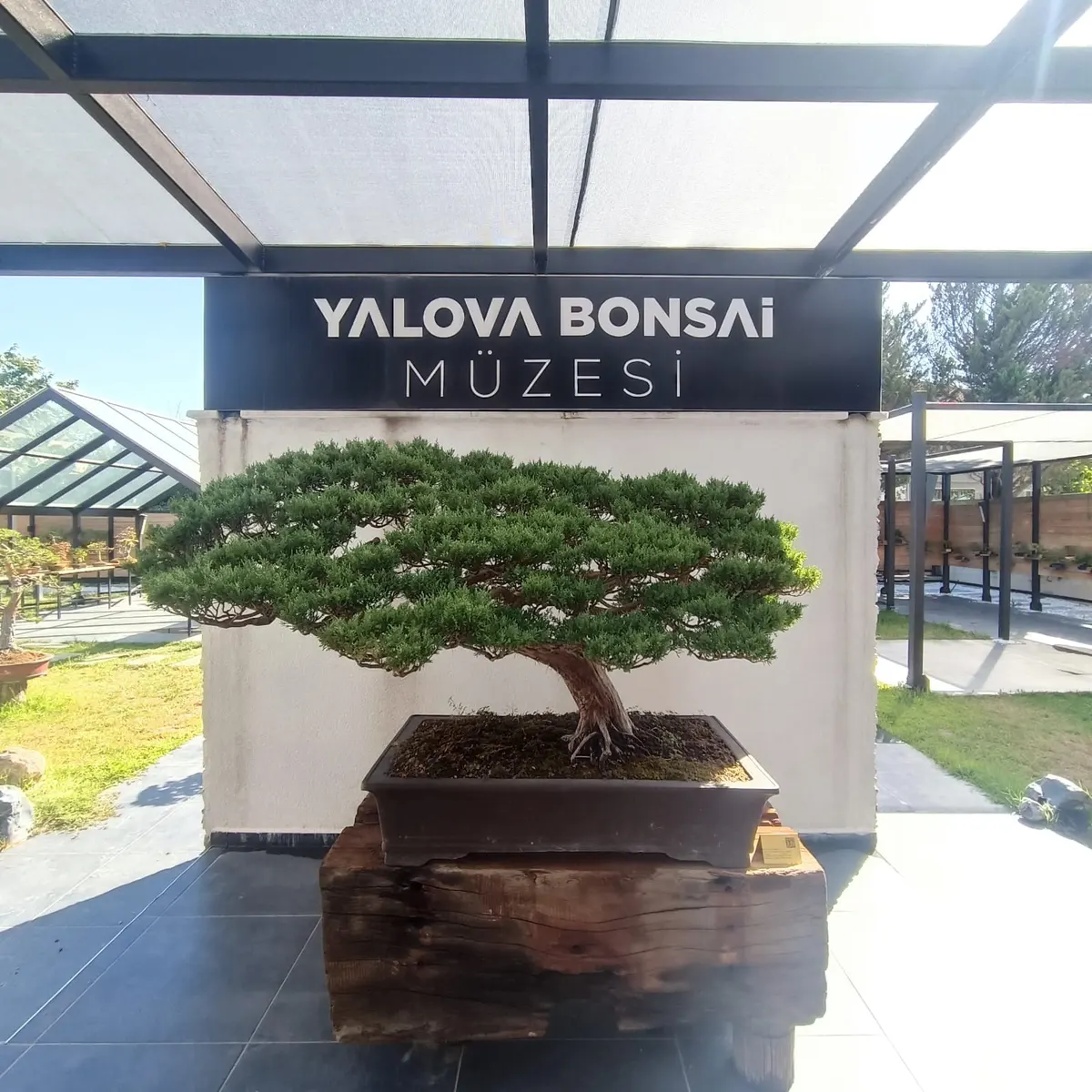 Yalova Bonsai Müzesi — fotoğraf 4