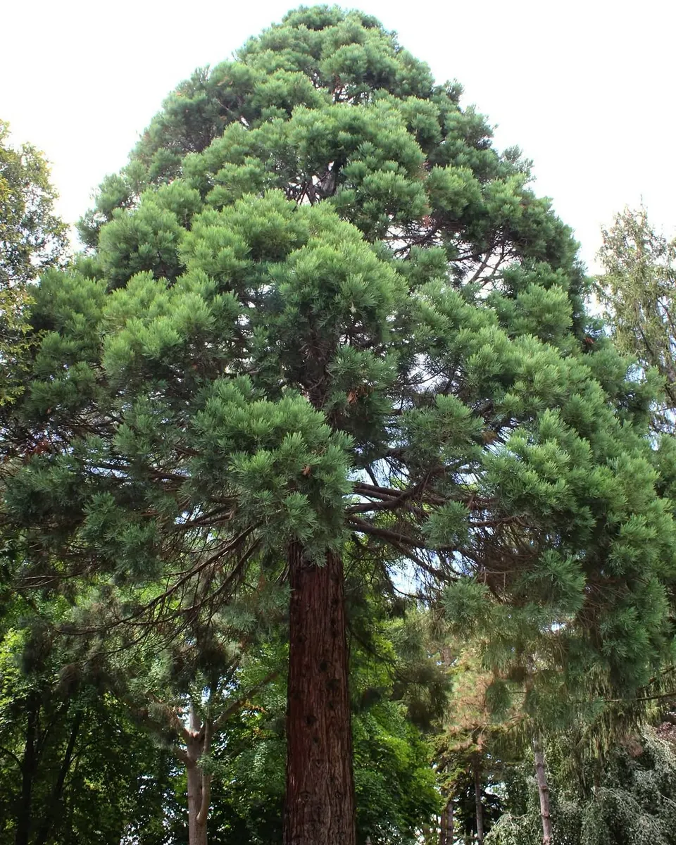 Karaca Arboretum — photo 2