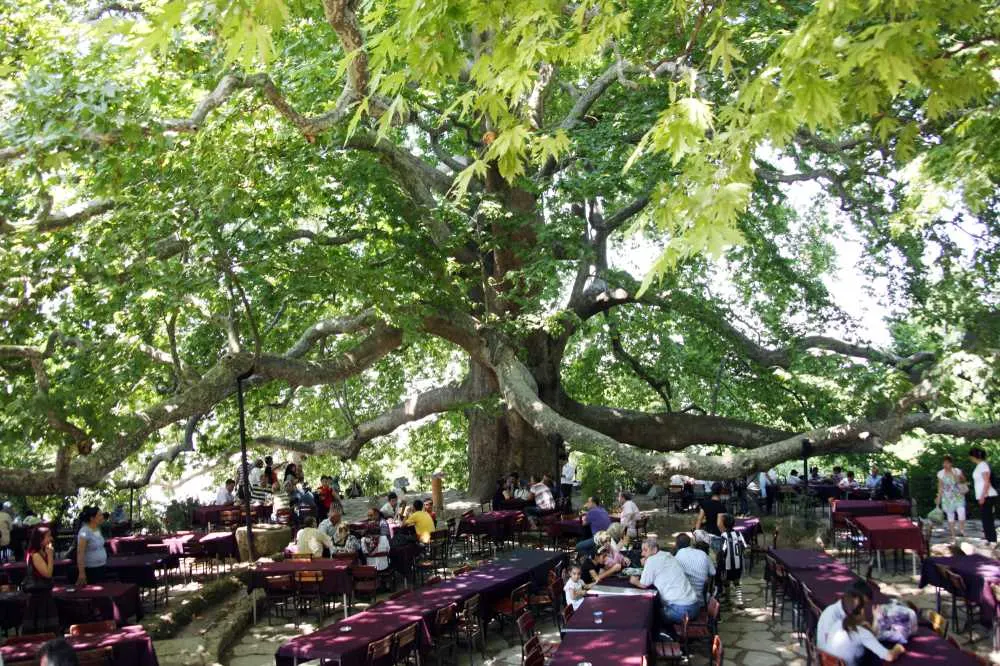 Historical İnkaya Plane Tree in Bursa