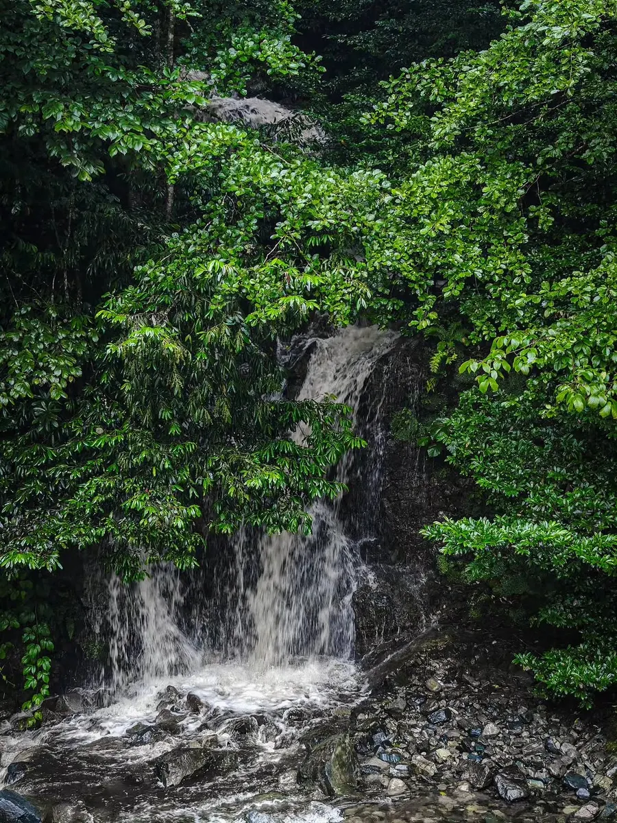 Ayder Plateau (Ayder Yaylası) — photo 4