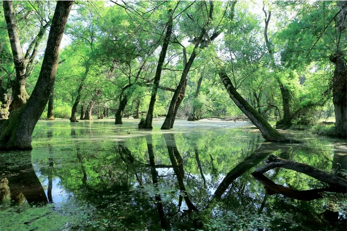 Karacabey Floodplain Forests — photo 3