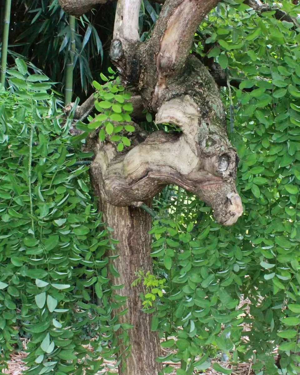 Karaca Arboretum — photo 4